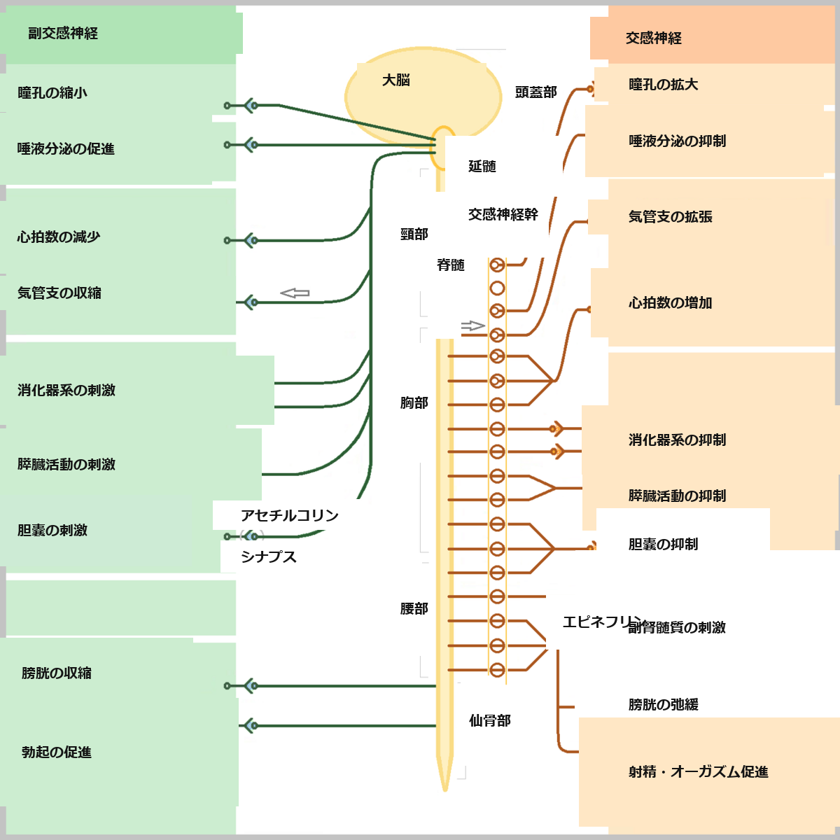 自律神経(交感神経・副交感神経)の働きの図