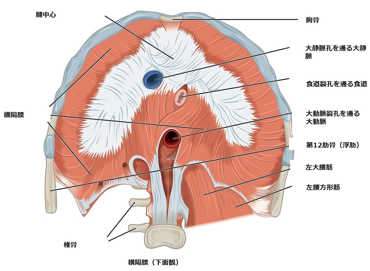 横隔膜を下から見た図