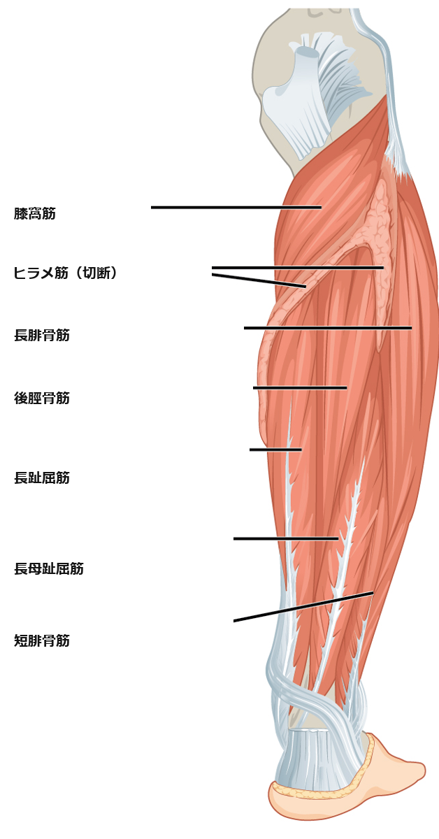 下腿の深い筋肉の図（後脛骨筋など）