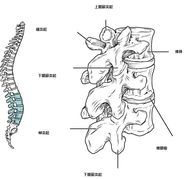 腰椎の図（関節突起・椎間板）