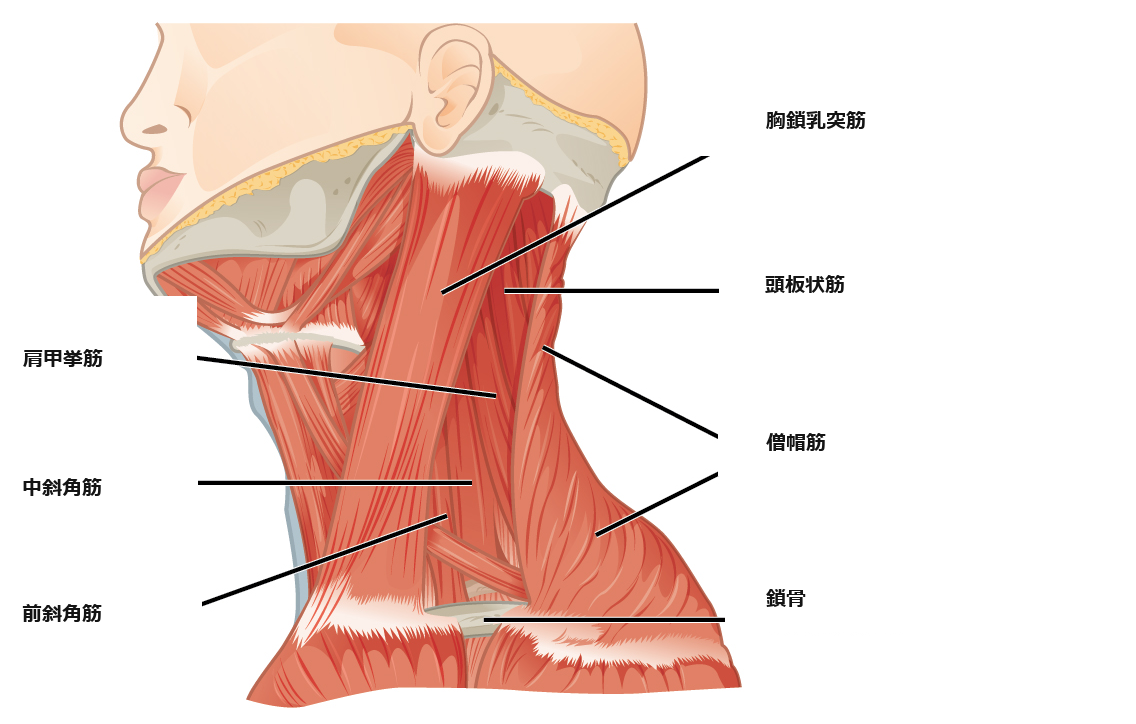 首の筋肉の横から見た図