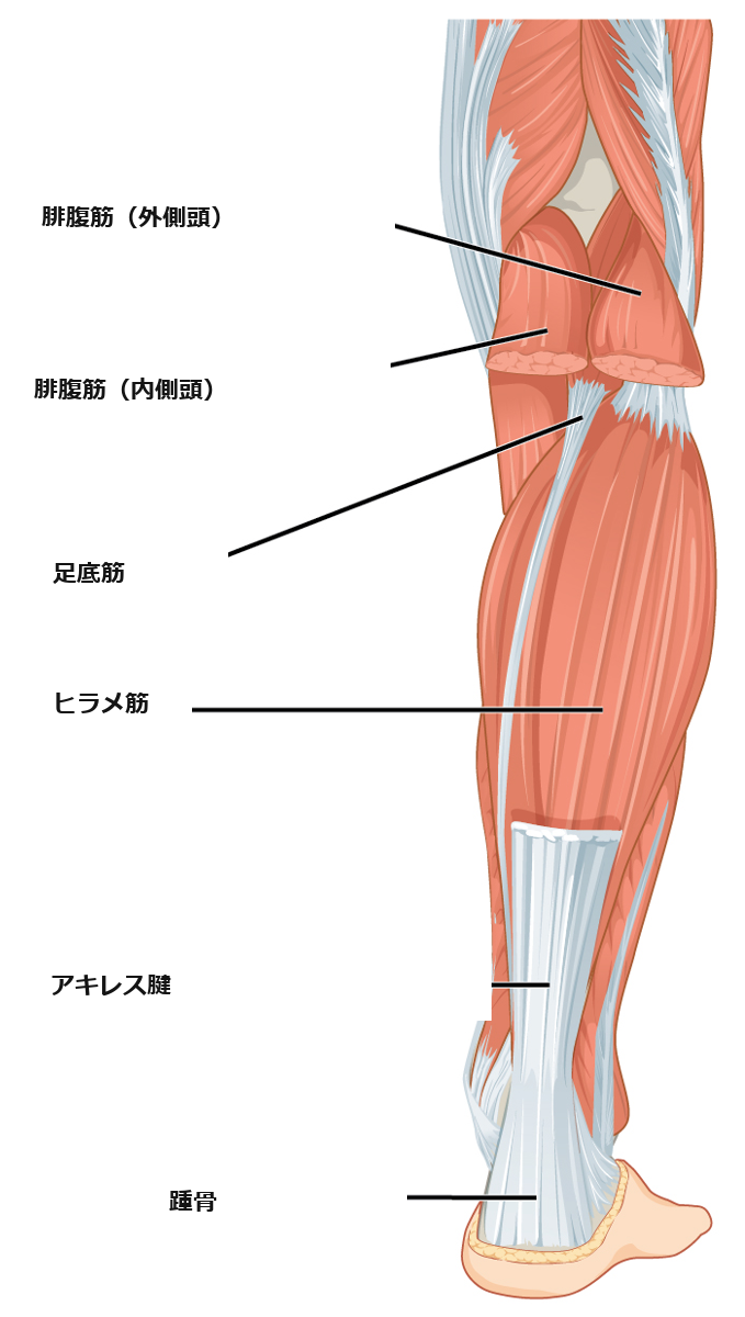 ふくらはぎの筋肉（腓腹筋・ヒラメ筋）とアキレス腱の図