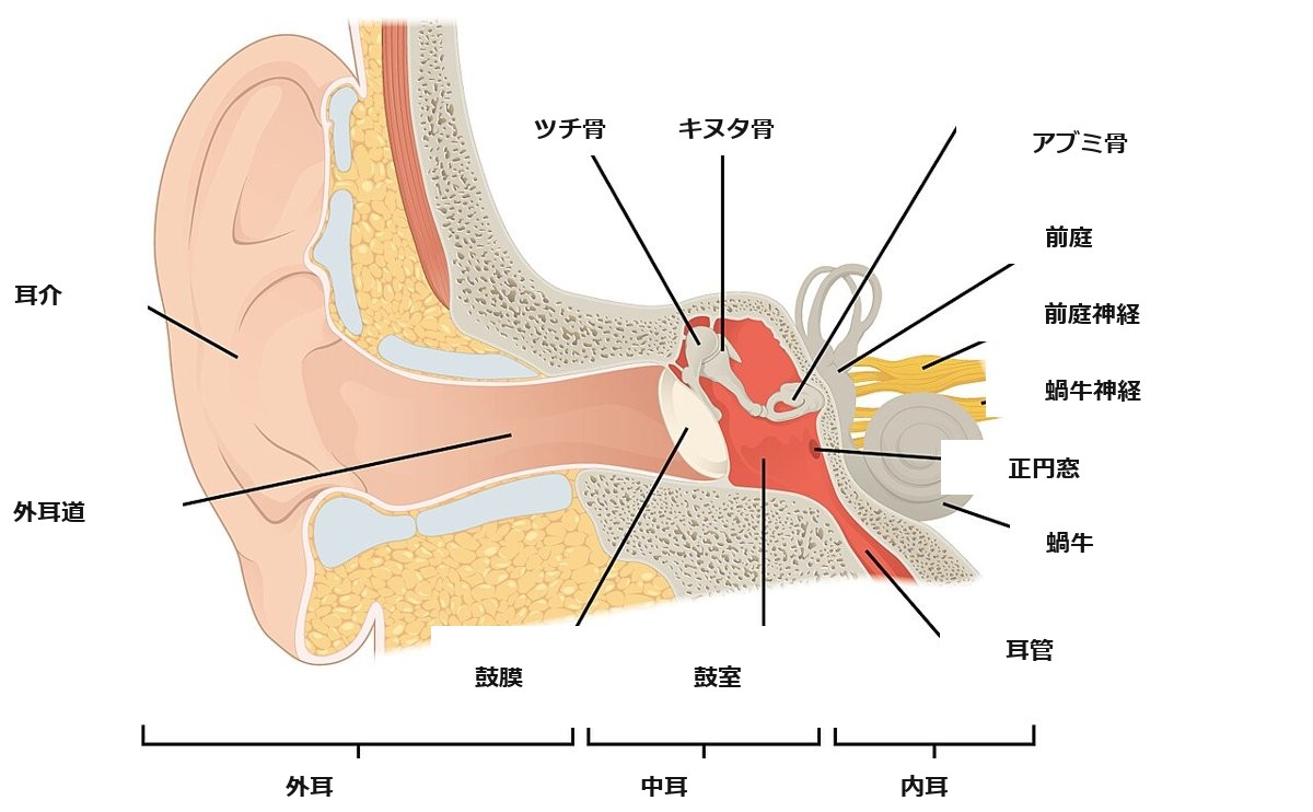 耳の構造の図（外耳・中耳・内耳）