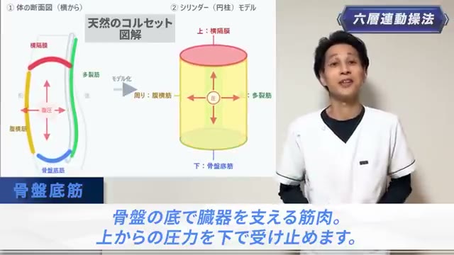 骨盤底筋+胸腰筋膜が働く“天然のコルセット”(動画より)